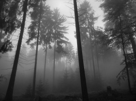Forest Fog Wallpaper