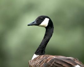 Goose Wallpaper