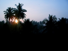 Sunset  Palm ree Обои