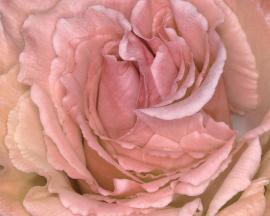 Pink rose Wallpaper