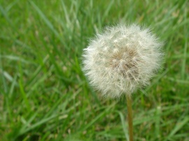 Dandelion Wallpaper