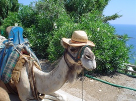 Camel Hat Обои