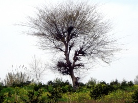 Tree Обои