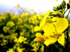 Yellow Flower Обои