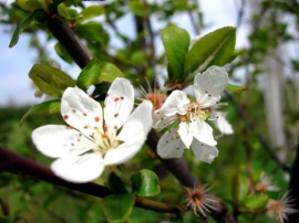 White Bloom Wallpaper