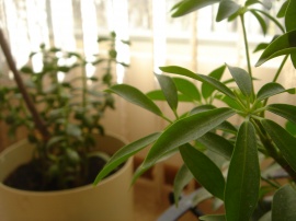 Green Plant Обои