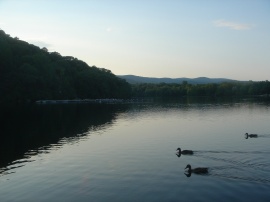 Geese Lake Обои