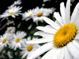 White Flowers Wallpaper