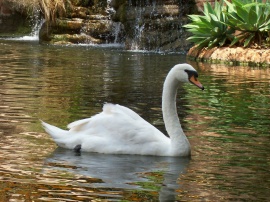 Swan Обои
