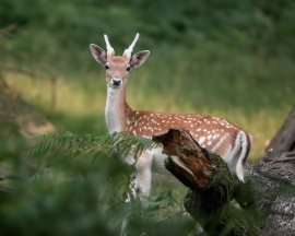 Deer wallpaper Wallpaper