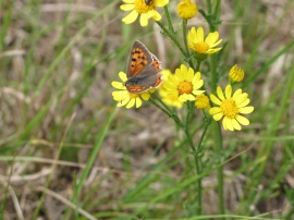 Butterfly Wallpaper