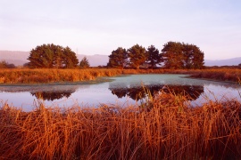 Brown Nature Wallpaper