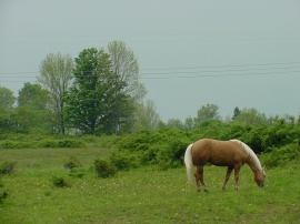 Horse Nature Обои