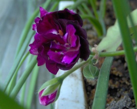 Purple Flower Обои