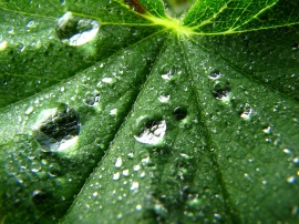 Green Drops Обои