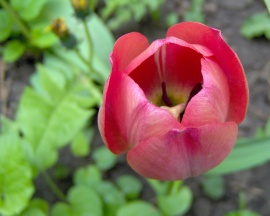 Tulip Обои