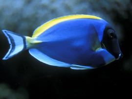 Blue Fish Обои