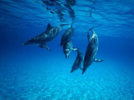 Dolphin Обои