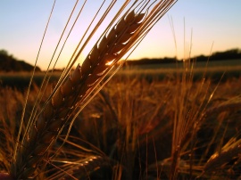 Winter Wheat Обои