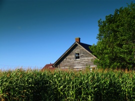 Green House Wallpaper