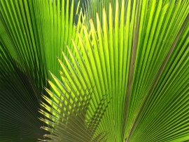 Green Plant Обои