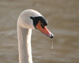 Swan on water Wallpaper