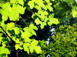 Green Leafs Wallpaper