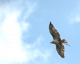 Hawk on sky Wallpaper