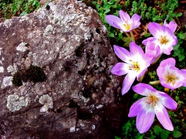 Mauve Flower Wallpaper