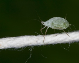 Micro green bug Wallpaper