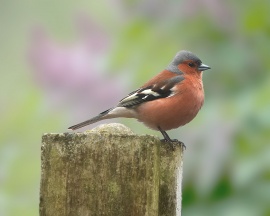 Little bird on tree Wallpaper