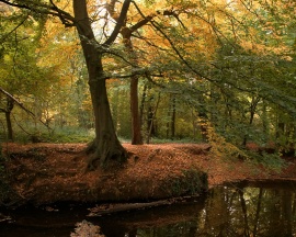 Autumn forest Wallpaper