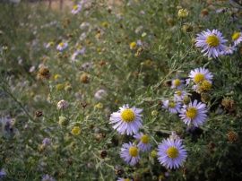 Small Flowers Обои