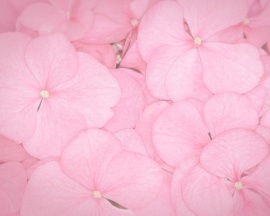 Pink petals Wallpaper