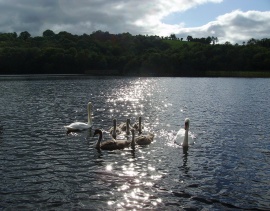 Ireland Swans Wallpaper