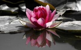 Water Lily Wallpaper