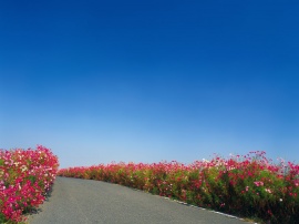 Alley Flowers Wallpaper