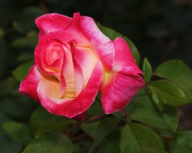 Bright Rose Обои