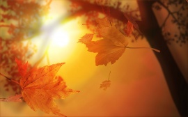 3D Autumn Обои