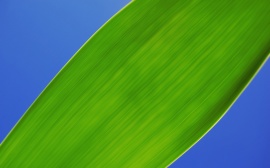 Chlorophyll Wallpaper