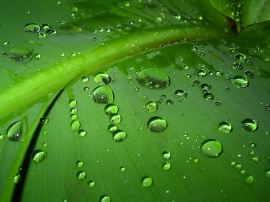 Green Leaf Wallpaper