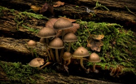 Jubilee Mushrooms Wallpaper