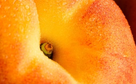 Peach Fruit Обои