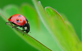 Ladybug on leaf Обои