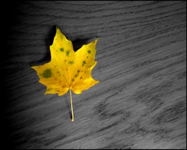 Autumn Leaves Wallpaper