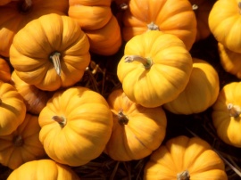 Pumpkins Обои