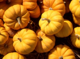 Pumpkins Wallpaper