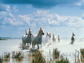 White Horses Wallpaper