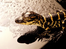 Reptile Wallpaper