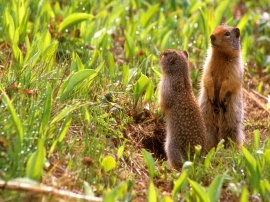 Standing Pretty Обои